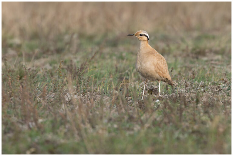 Ökenlöpare - Cream-coloured Courser Ökenlöpare