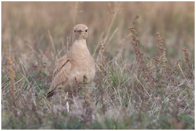 Ökenlöpare - Cream-coloured Courser ökenlöpare på marken tittar rakt fram
