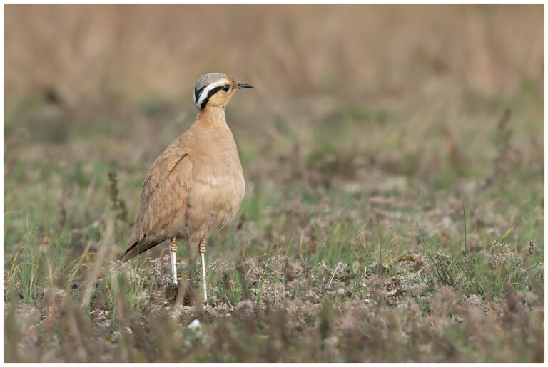 Öland, fåglar och fågelfotografering Öland, fåglar och fågelfotografering
