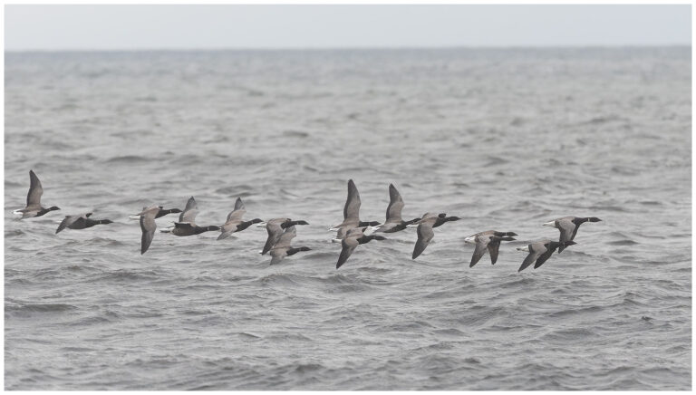 Öland, fåglar och fågelfotografering sträckande prutgäss vis seby Öland
