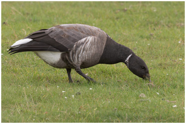 Öland, fåglar och fågelfotografering Öland, fåglar och fågelfotografering prutgås