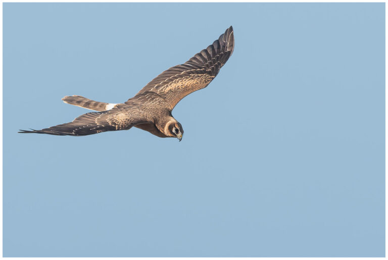 Stäpphök - Pallid Harrier stäpphök ung hona flyger