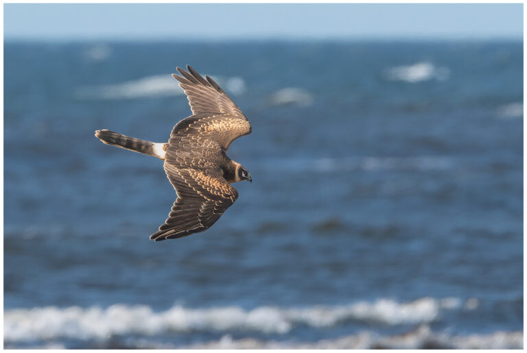 Stäpphök - Pallid Harrier flygande ung stäpphök