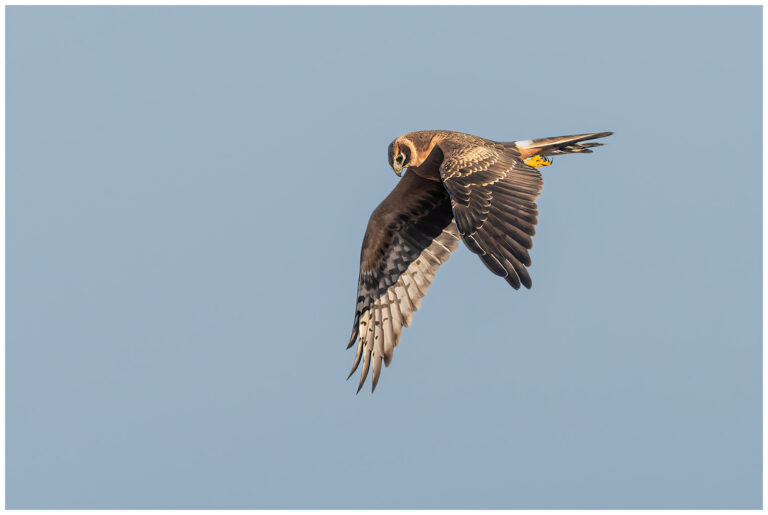 Stäpphök - Pallid Harrier ung stäpphök hona som flyger