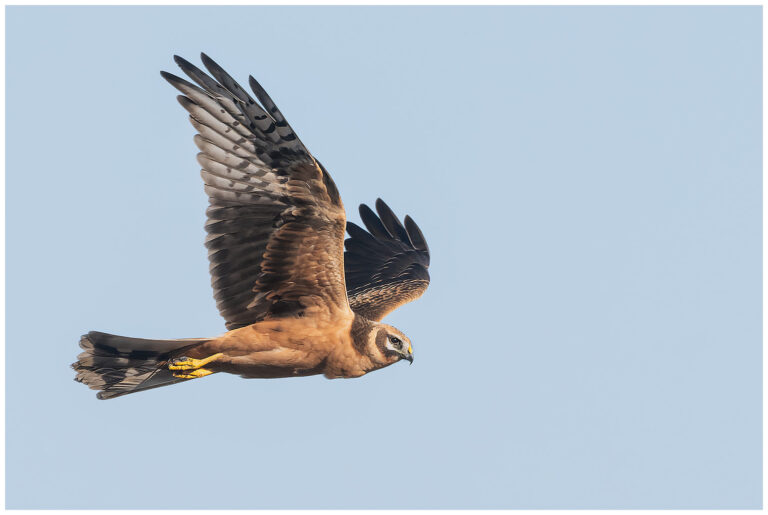 Stäpphök - Pallid Harrier ung stäpphök flyger mot blå himmel