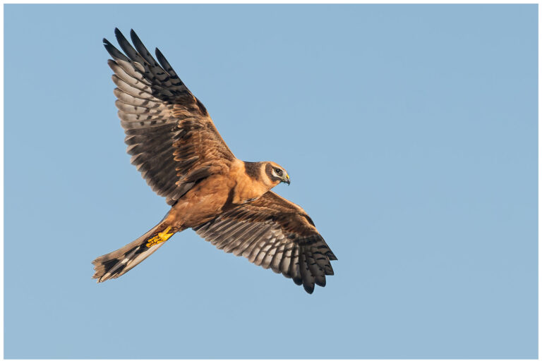 Stäpphök - Pallid Harrier stäpphök en ungfågel som flyger