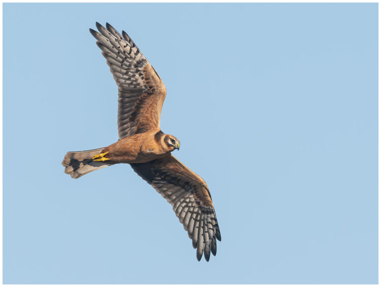 Stäpphök - Pallid Harrier stäpphök en ung hona slygande