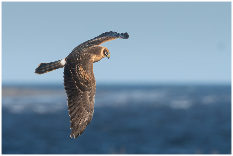Öland, fåglar och fågelfotografering stäpphök ungfågel 1k hona