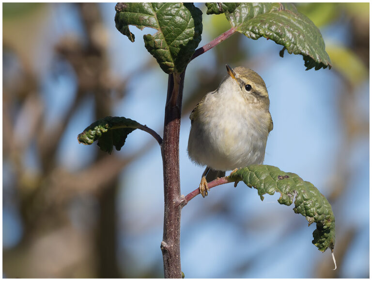 Tajgasångare - Yellow-browed Warbler tajgasångare