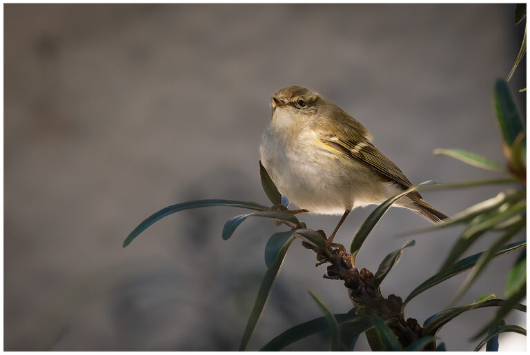 Tajgasångare - Yellow-browed Warbler tajgasångare på en gren