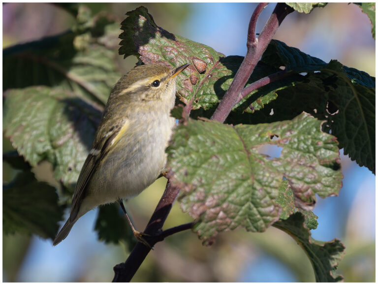 Tajgasångare - Yellow-browed Warbler tajgasångare letar föda i buske
