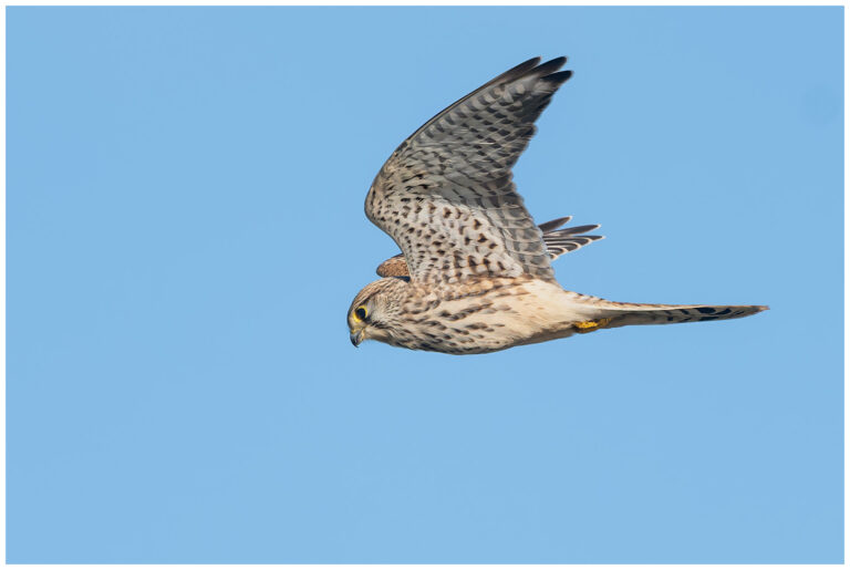 Öland, fåglar och fågelfotografering fågelfotografering tornfalk